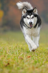 Alaskan Malamute in autumn