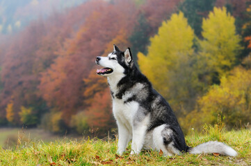 Alaskan Malamute in autumn