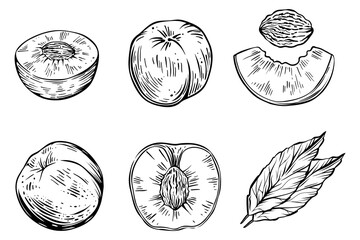 Set of peaches, monochrome, vector