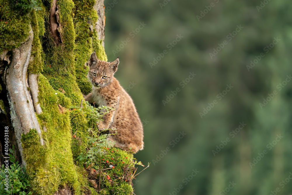Wall mural lynx cub sitting on a mossy tree trunk with blurred forest on a background.