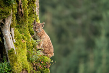 Lynx cub sitting on a mossy tree trunk with blurred forest on a background.