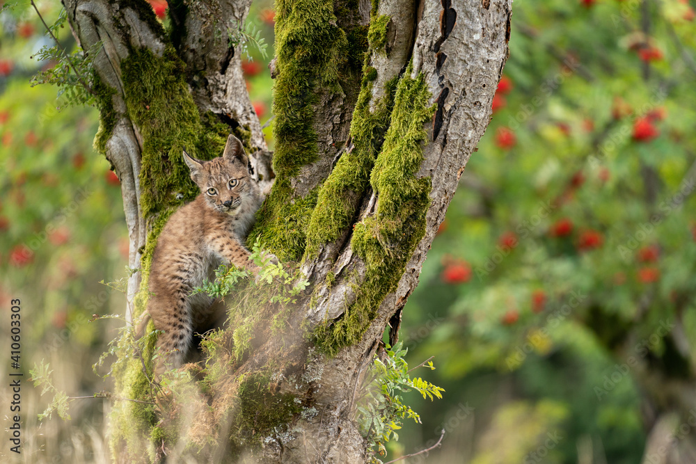 Wall mural lynx cub standing on a mossy tree trunk with blurred trees with red fruits
