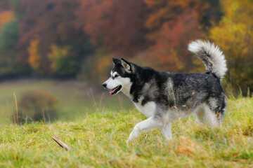 Alaskan Malamute in autumn