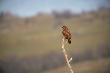 Beautiful birds in Bulgaria nature