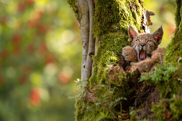 Yawwning cute small lynx cub in a mossy tree with red furits tree in the background.