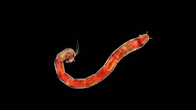 mosquito larva Chironomus sp. or a bloodworm under a microscope, of the Chironomidae family. Red, live in silt, fish food. Sample found in the Volga River