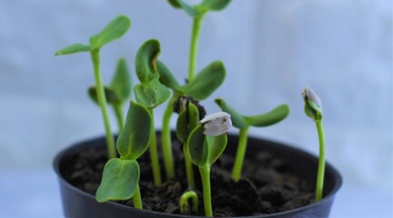 plant in a pot