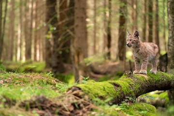 Small lynx cub standing on a mossy fallen tree trunk on the forest