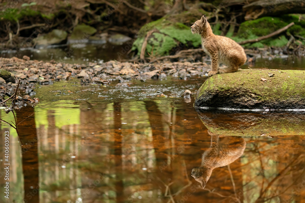 Wall mural lynx cub sitting on the stone in the forest with reflection in the stream