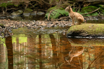 Naklejka na ściany i meble Lynx cub sitting on the stone in the forest with reflection in the stream