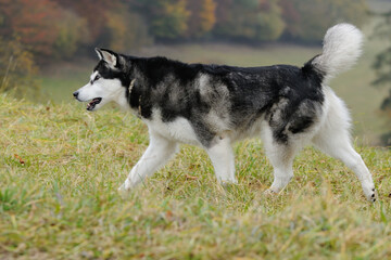 Alaskan Malamute in autumn