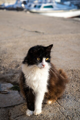 Black brown and white cat, Island of Iz, Zadar archipelago, Dalmatia, Croatia