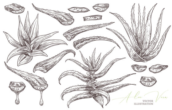 Aloe vera leafe, slices and home flowers vector hand drawn set. Herbal medicine plants sketch illustration with barbadensis, cactus with drop of oil for care for skin. Botanical graphic