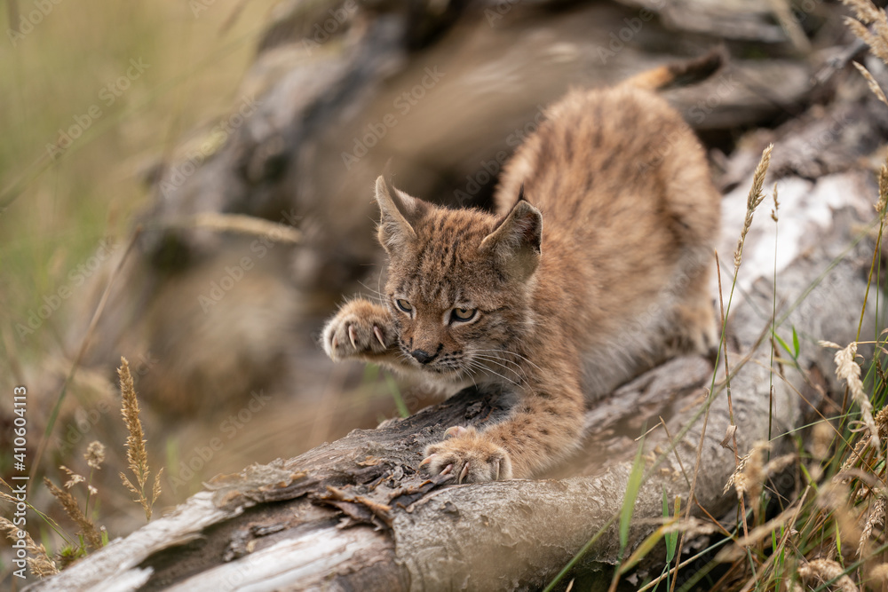 Wall mural lynx cub sharpening its claws on the trunk of a fallen tree