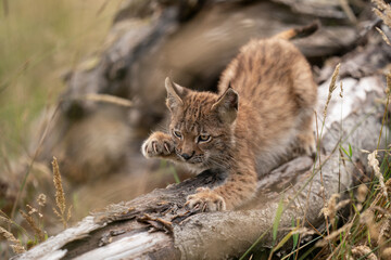 Naklejka na ściany i meble Lynx cub sharpening its claws on the trunk of a fallen tree