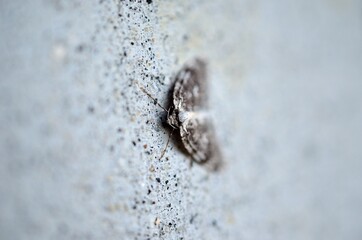 small grey moth on grey concrete wall