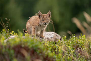 Naklejka na ściany i meble Lynx cub looking ahead to the camera.