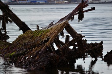 big black cormorant birds sitting on a wooden shipwreck in fjord