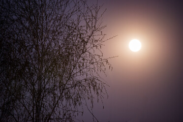 the full moon shining fantastically in the night sky. the silhouettes of the branches in the natural night light. 