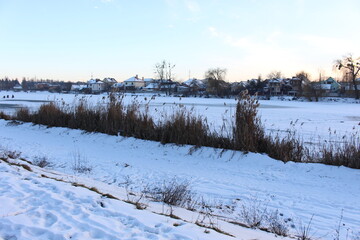 Dry reeds grow on the shore of a frozen lake in winter