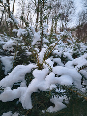 von Schnee bedeckter Nadelbaum
