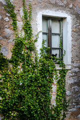 Stone house with ivy, Mali Iz, Island of Iz, Zadar archipelago, Dalmatia, Croatia