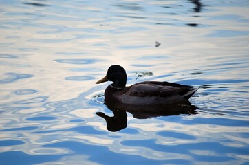 mallard duck in clear warm summer pond looking for food