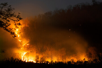 Fire burning a lot of tree in forest on mountain in dark night.