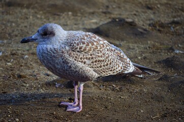 gull on pond shore in summer