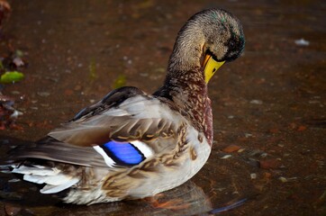 mallard duck cleaning and plucking feathers
