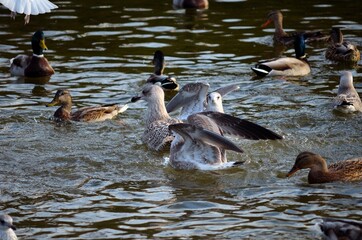 mallard ducks and seagull fighting over food in summer pond