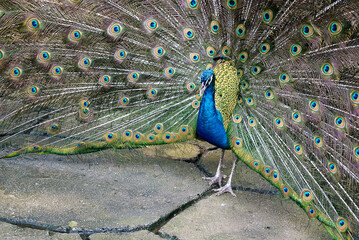 Obraz premium Bright peacock with open tail close-up 