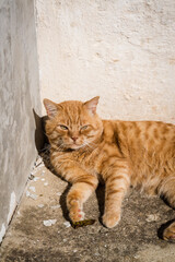 Ginger cat, Island of Iz, Dalmatia, Croatia