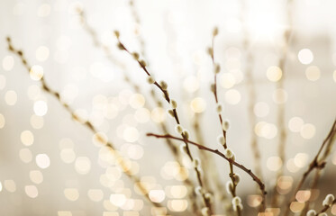 flora, plants and easter concept - close up of pussy willow branches over bokeh lights