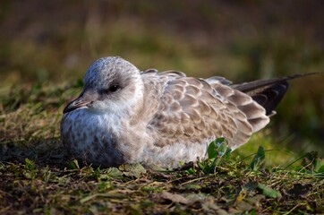 gull on pond shore in summer