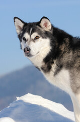 Alaskan Malamute in winter and snow