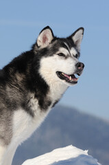 Alaskan Malamute in winter and snow