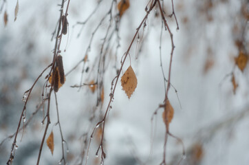frost on a branch