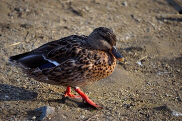 mallard duck on sandy pond shore in summer