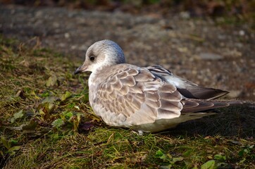 Fototapeta premium seagull resting on summer pond keeping a lookout