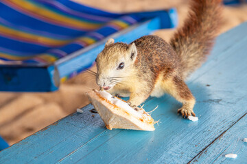 A squirrel with a young coconut on a beach in Thailand