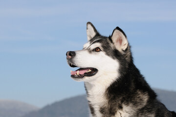 Alaskan Malamute in winter and snow