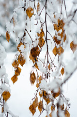 autumn leaves in the snow