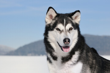 Alaskan Malamute in winter and snow