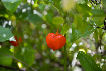 Physalis plants or Chinese Lantern Plants, Physalis alkekengi,  cape gooseberry, bladder cherry on...