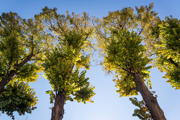 Trees with autumn foliage, Zadar, Dalmatia, Croatia