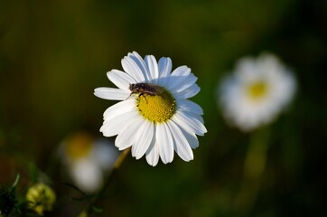 Fototapeta premium daisy flower reaching for the morning sunlight