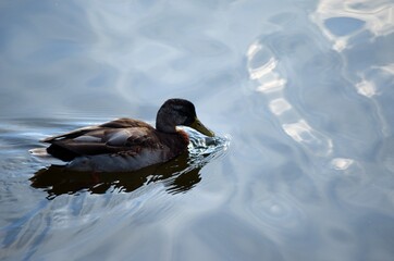 beautiful male mallard duck looking for food in clear summer pond