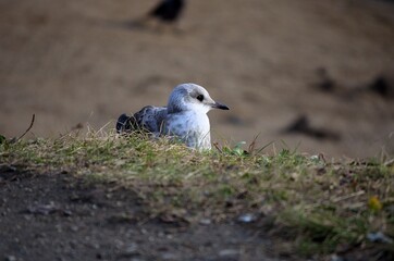 seagull resting on summer pond keeping a lookout