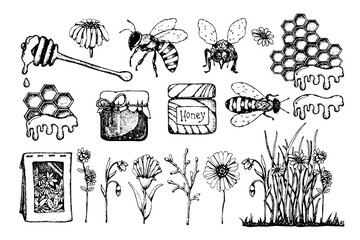 Honey set, bee and wasp, honeycomb, field herbs, jar, packaging for the product. Hand drawn graphic black vector illustration isolated on white background